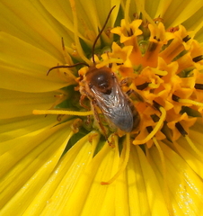 Melissodes comptoides