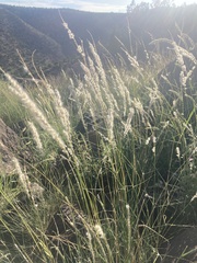Digitaria californica