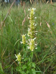Agastache pallidiflora