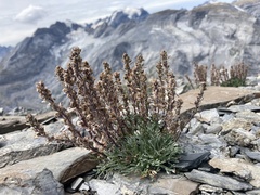 Artemisia genipi