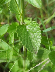 Agastache pallidiflora