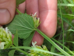 Agastache pallidiflora