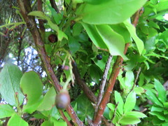 Vaccinium cylindraceum