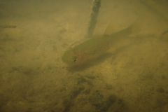 Aphyocypris normalis