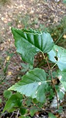 Agromyza alnibetulae