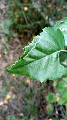 Agromyza alnibetulae