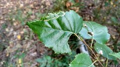 Agromyza alnibetulae