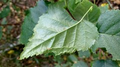 Agromyza alnibetulae