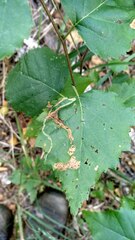 Agromyza alnibetulae