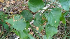 Agromyza alnibetulae