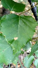 Agromyza alnibetulae