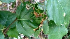 Agromyza alnibetulae