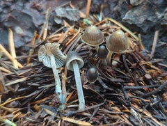Mycena amicta