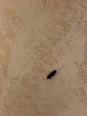 Heteroderes amplicollis