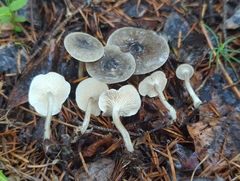 Rhizocybe