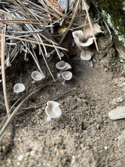 Rhizocybe