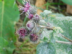 Arctium tomentosum