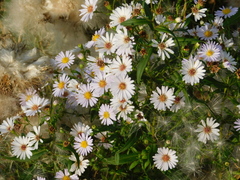 Symphyotrichum novi-belgii