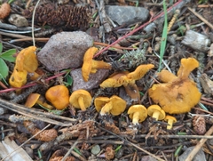 Calocybe naucoria