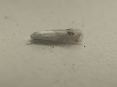 Paraleucoptera albella