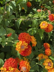 Lantana camara