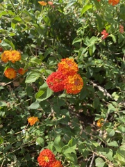 Lantana camara