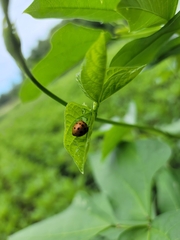 Epilachna varivestis