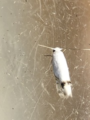 Paraleucoptera albella