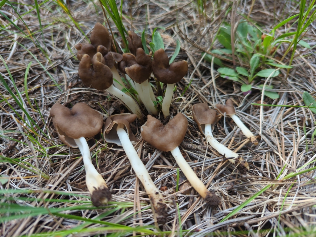 Helvella sp. 'elastica-PNW03'