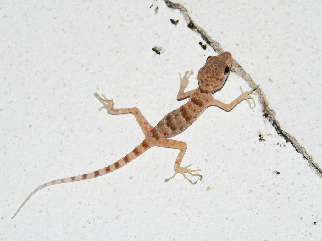 Bogdanov's Thin-Toed Gecko