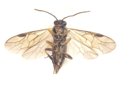 Pristiphora compressa