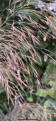 Phragmites australis australis