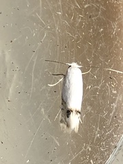 Paraleucoptera albella