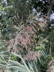 Phragmites australis australis