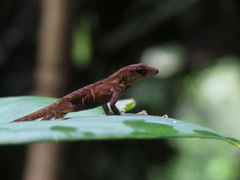 Anolis uniformis
