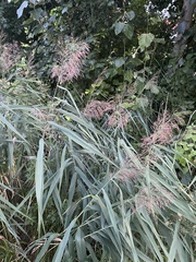 Phragmites australis australis