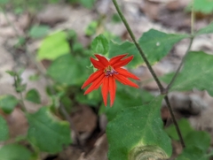 Silene rotundifolia