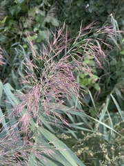 Phragmites australis australis