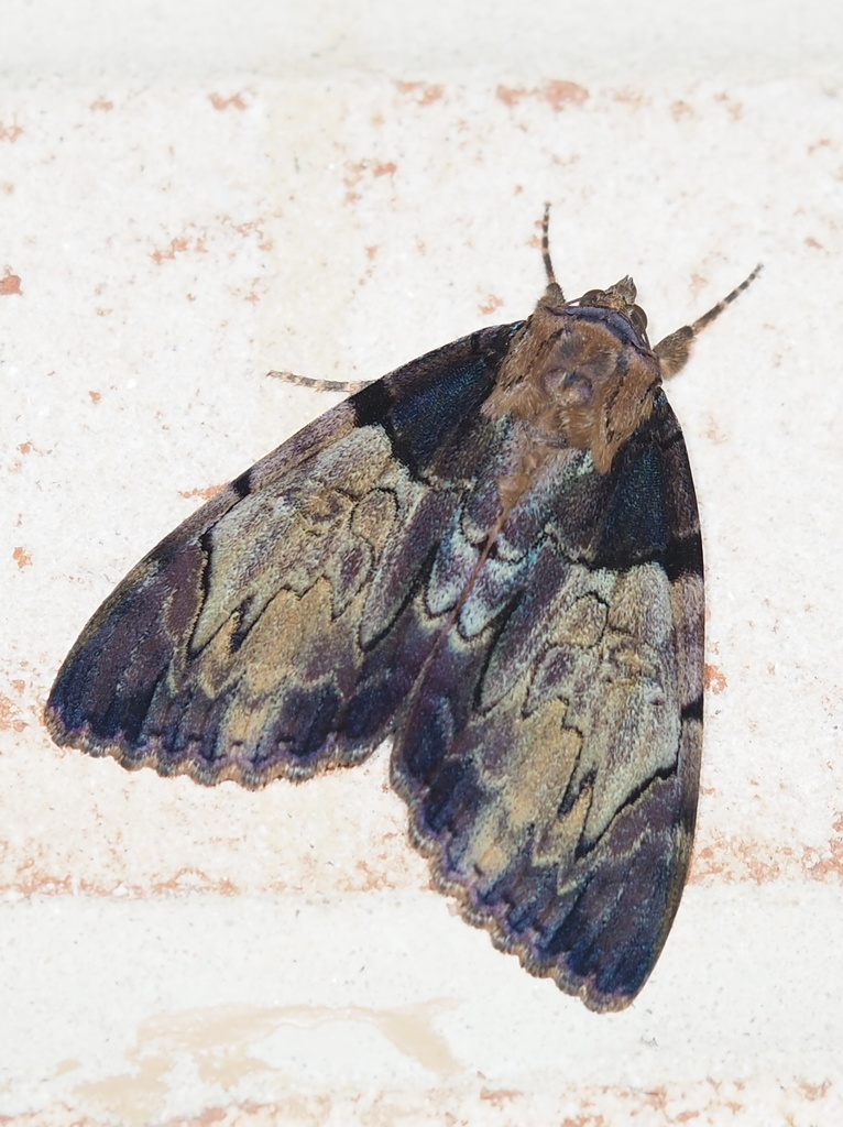 Clouded Underwing