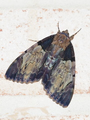 Catocala nebulosa