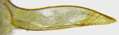 Pristiphora compressa
