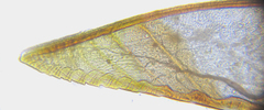 Pristiphora compressa