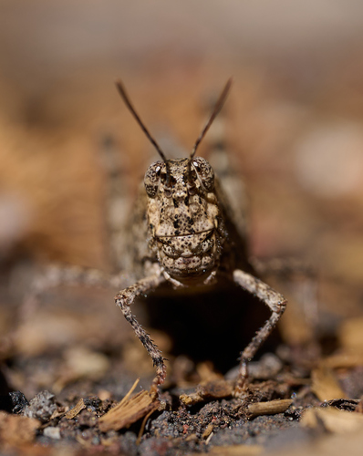 iNaturalist observation photo of Trimerotropis