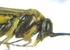 Pristiphora compressa