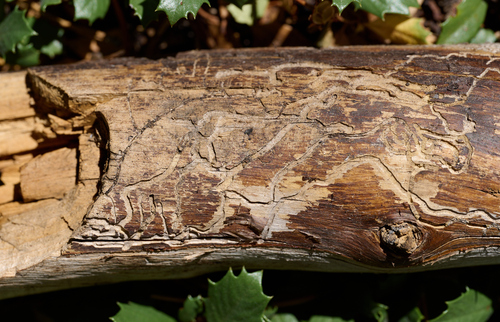 iNaturalist observation photo of Typical Bark Beetles