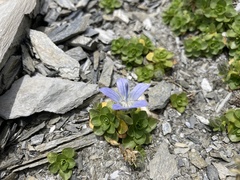Campanula cenisia