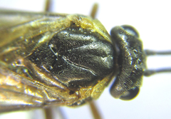Pristiphora compressa