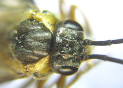 Pristiphora compressa
