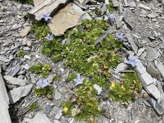 Campanula cenisia