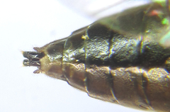 Pristiphora compressa